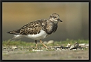 steenloper DSC_0168-01